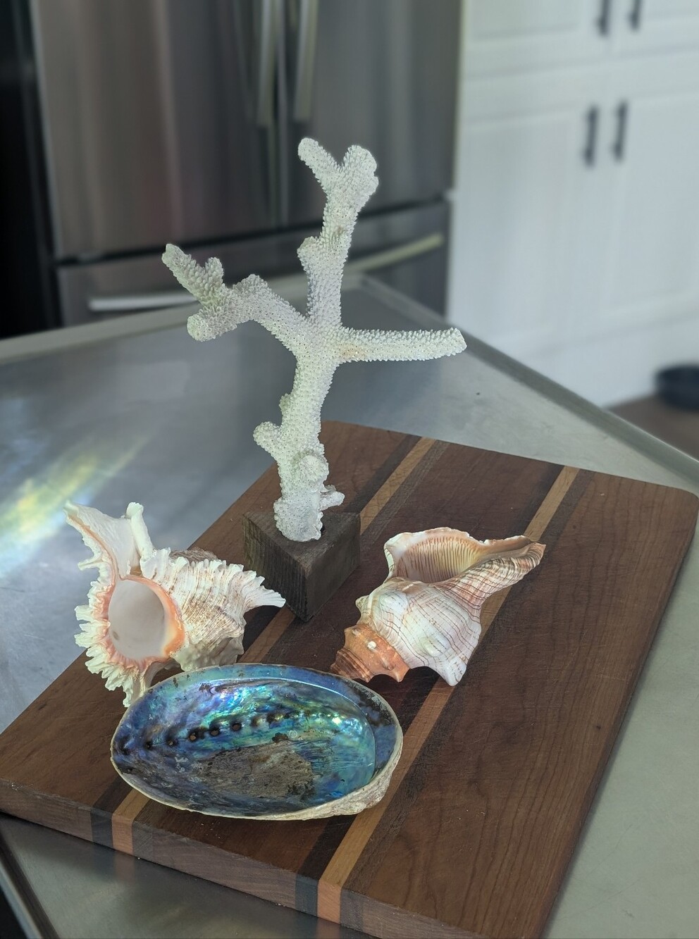 SeaScape Decor | Coral & 3 Large Shells *Read Description